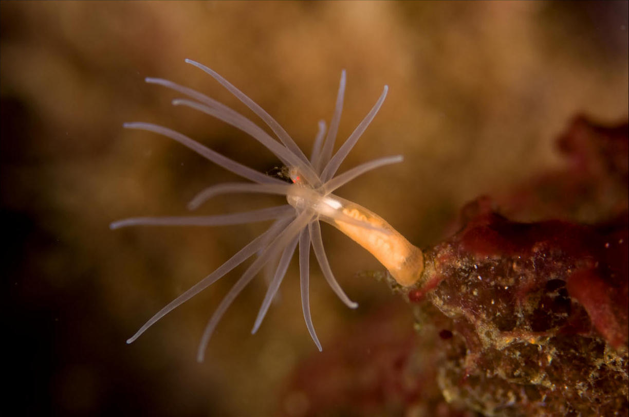 Gonactinia prolifera